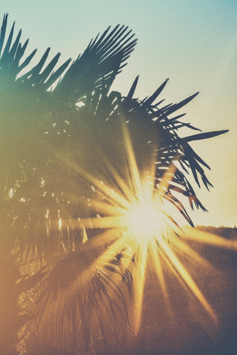Palm Fronds in Sunset